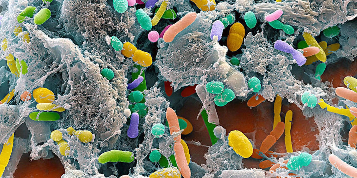 microbiote intestinal